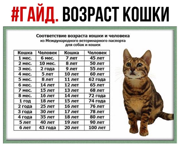 Ветеринарная клиника в Серпухове - Совушка - Соответствие возраста кошки и  человека