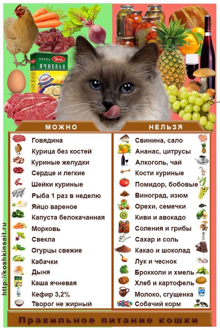 правильное питание для кошек