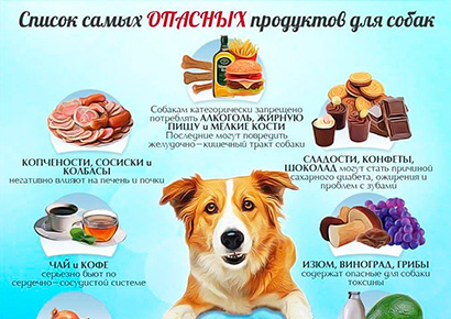 Список самых опасных продуктов для собак